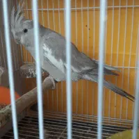 عروسک با رنگ و نژاد خاص