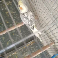 معاوضه عروس هلندی