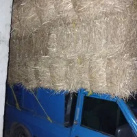 خرید و فروش کلش به قیمت مناسب