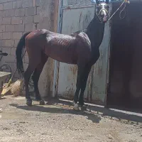 اسب عرب