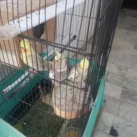 عروس هلندی