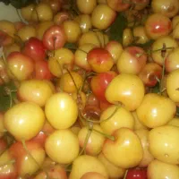 گیلاس|خوردنی و آشامیدنی|ارومیه, |دیوار