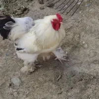 خروس برهما