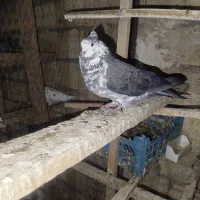 پرنده