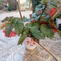 گل بگونیا خالدار