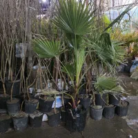 فروش پالم واشنگتن تنه قرمز