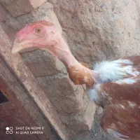 خروس لاری