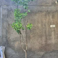 درخت‌چه فردوس