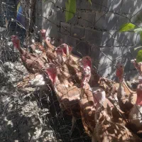 خروس|حیوانات مزرعه|سنندج, |دیوار