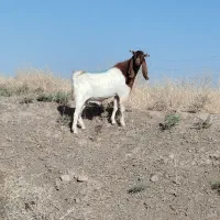 تکه پاکستانی
