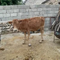 گوساله ماده