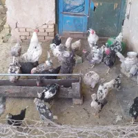 تخم گلین