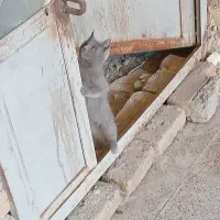 راشن بلو روسی