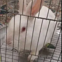 حیوان خانگی