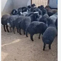 بره ریز تا درشت