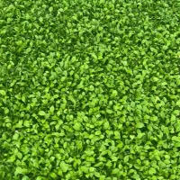 سبزه عید پیش فروش سبزه نارنج