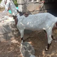 کهره دودنگی