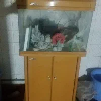 آکواریوم شرکتی شیشه خم کمد دار در حد