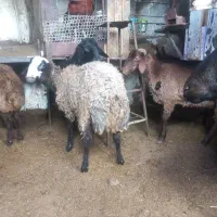 بره نر|حیوانات مزرعه|قم, قلعه کامکار|دیوار