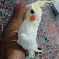عروس هلندی سخنگو