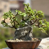 خرفه کراسولا جید