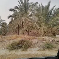 زمین سعدآباد