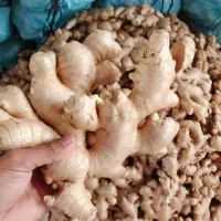 عصاره زنجبیل واقعی صدر صد طبیعی