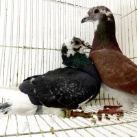 سه جفت کفتر مسافتی درجه یک