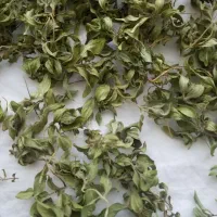 اویشن کوهی