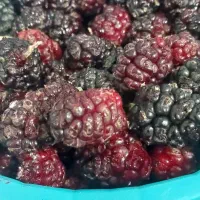 شاتوت درجه یک