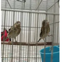 چند عدد جوجه سهره قناری دون خور