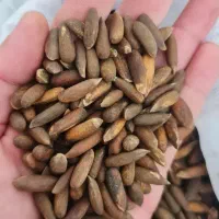 چلغوز|خوردنی و آشامیدنی|مشهد, آبکوه|دیوار