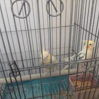 عروس هلندی