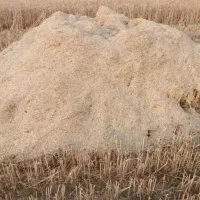 کاه گندم و جو تحویلی در تمام نقاط