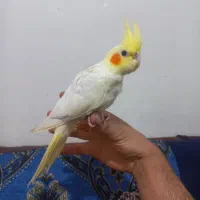 جوجه عروس