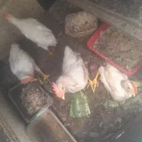 تاق خروس