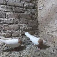 طوقی لیمو ماده