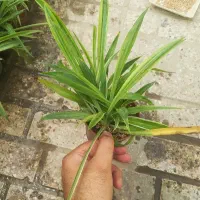 گل و گیاه فقط 35 و 65 به مدت محدود