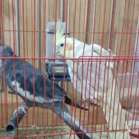 عروس هلندی مولد