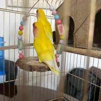 طوطی برزیلی با قفس