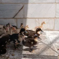 اردک