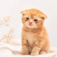 اسکاتیش جینجر گلد پسر