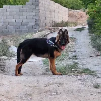 سگ ژرمن