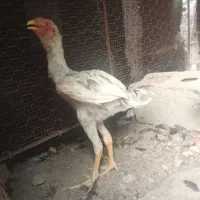 مرغ و خروس لاری