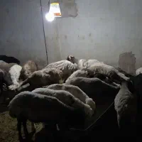 بره نر گوشتی درجه یک