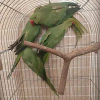 مجموعه دانیال پاروت طوطی سانان