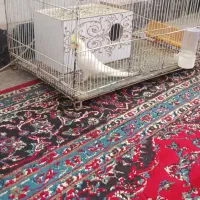 عروس هلندی