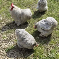 جوجه کوشین لاوندر یکماهه