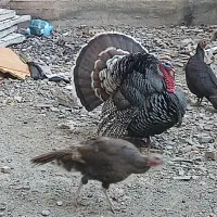 فروش بوقلمون