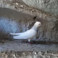 طوق آبی نر